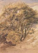 Samuel Palmer The Willow oil on canvas